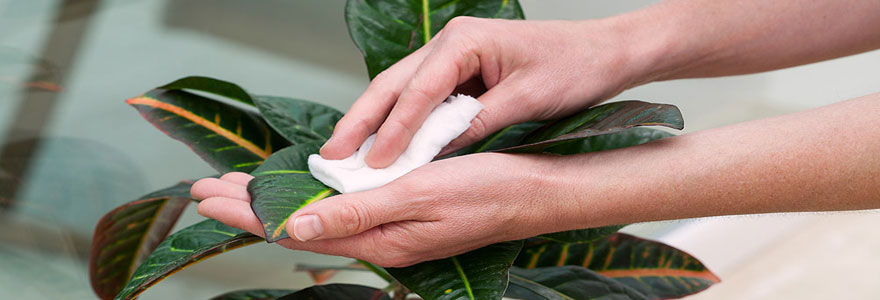 Astuces pour nettoyer les feuilles des plantes