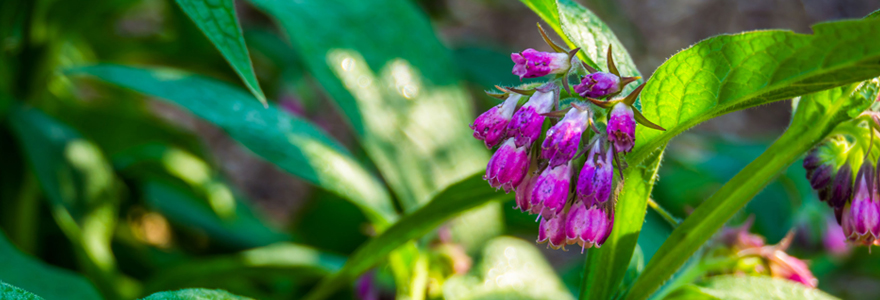 Purin de consoude au jardin