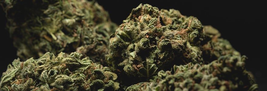 fleurs de CBD