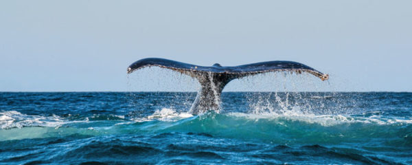 baleines en Norvège