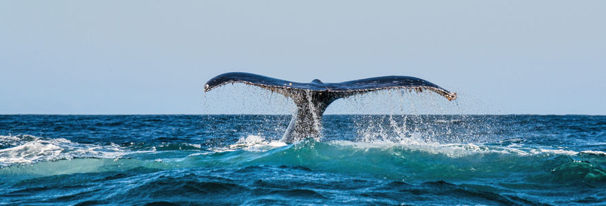 baleines en Norvège