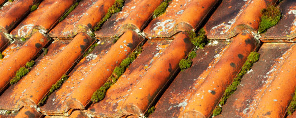 lichens sur votre toiture