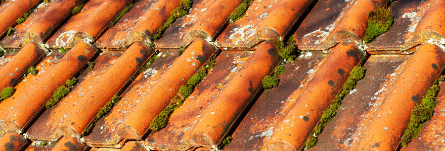 lichens sur votre toiture