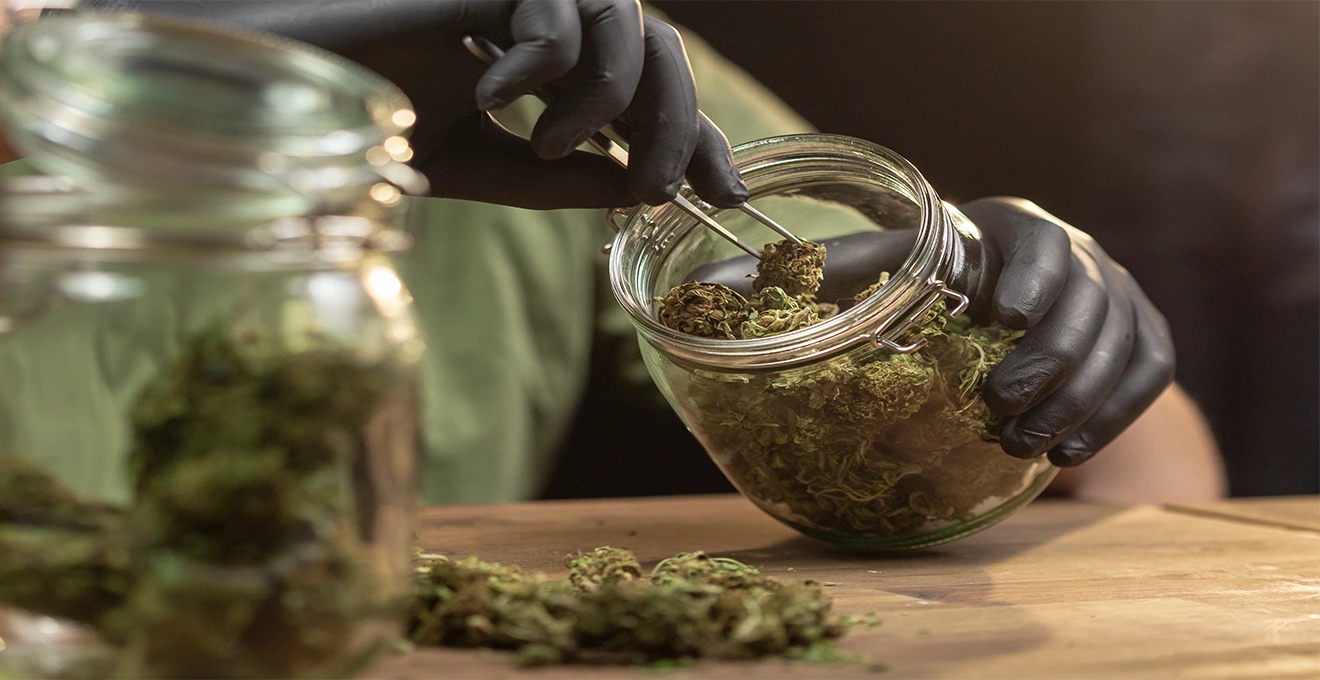 Un homme vérifie un certificat d'analyse de fleur de CBD à côté de son smartphone dans sa cuisine.